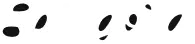 Spingora Logo